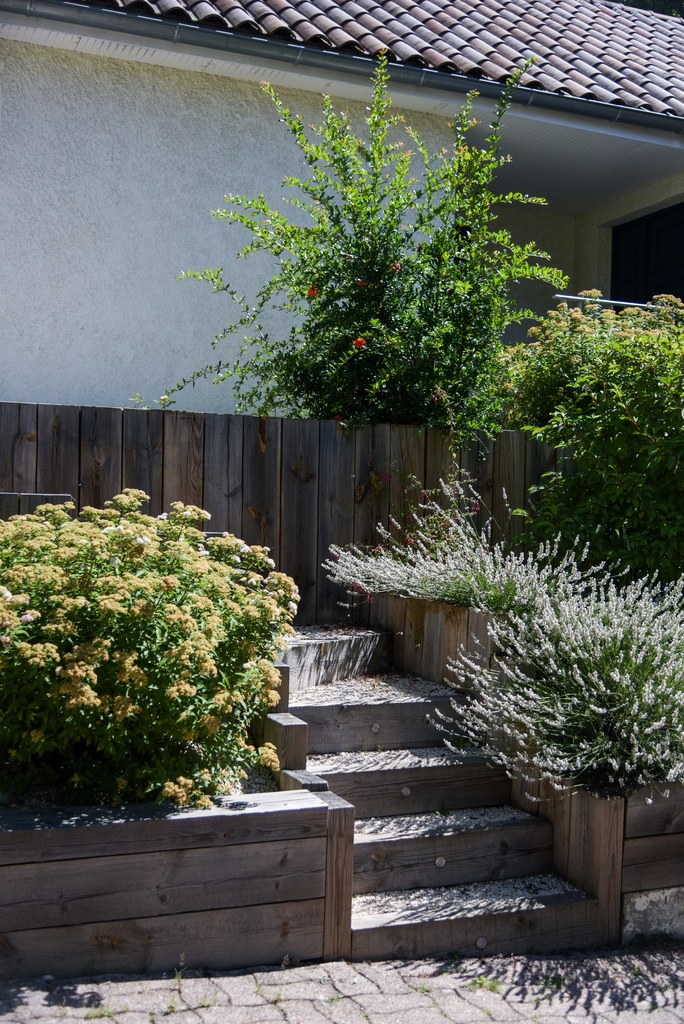 entretien jardinage rosiers et fleurs