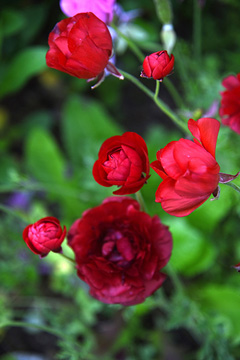 CSJ-roses-fleurs-360
