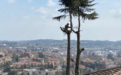 Pourquoi et quand faire appel à un élagueur pro dans l’Ouest Lyonnais ?