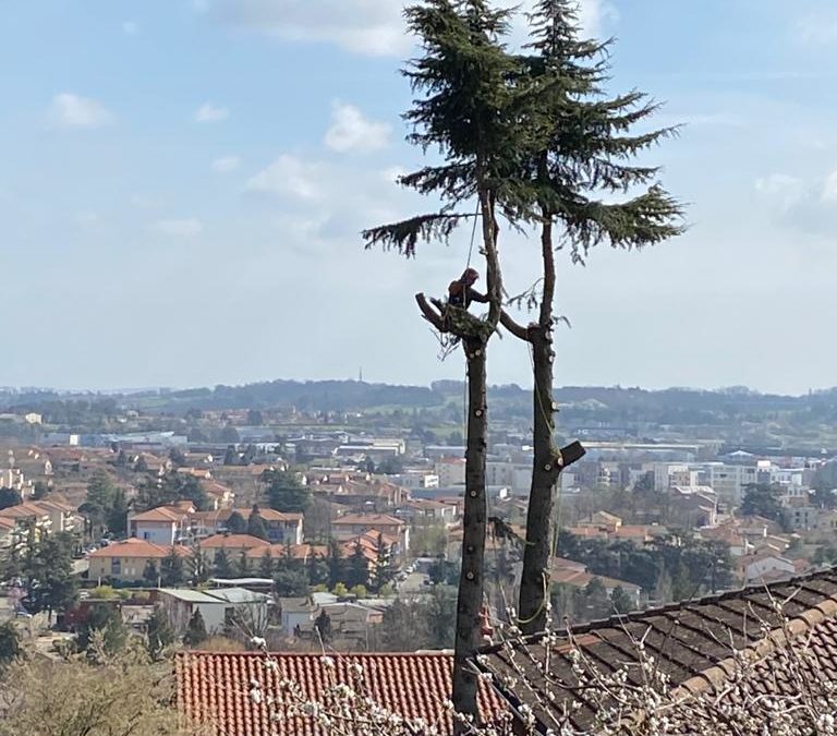 Pourquoi et quand faire appel à un élagueur pro dans l’Ouest Lyonnais ?